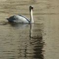 Cygne à la source