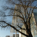 Médiathèque et micocoulier