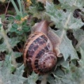 Escargot Petit gris