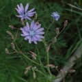 Catananche bleue