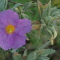 Ciste cotonneux