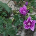 Mauves