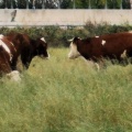 Vaches laitières