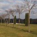 Micocouliers et cyprès