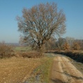 Grand chêne