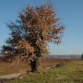 Chêne