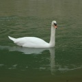 Cygne (4819 visites) Jardin de la Fontaine à Nîmes Cygne