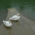 Cygnes à la source (4380 visites) Jardin de la Fontaine à Nîmes Cygnes à la source