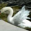 Cygne à la source