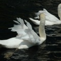 Une paire de cygnes (4157 visites) Jardin de la Fontaine à Nîmes Une paire de cygnes