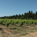 Vignes et cyprès