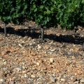 Vignes et galets
