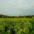 Vignes à Vic (4991 visites) Vignes à Vic