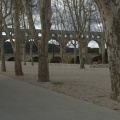 Platanes au Pont du Gard
