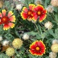 Les Gaillardes de Valive