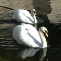 Cygnes à la source