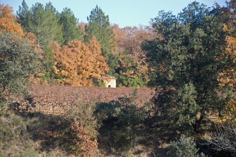 Cabane de vignes