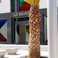 Palmier au Musée de Sérignan