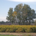 Peupliers et vignes