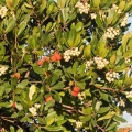 Arbousier avec fruits et fleurs