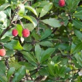 Fruits et fleurs d'arbousier