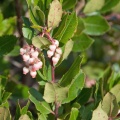 Fleurs d'arbousier