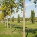 Alignements de micocouliers et de cyprès