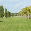 Alignements de cyprès et de micocouliers