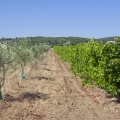 Oliviers et vignes à Saint Bonnet du Gard
