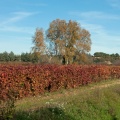 Peupliers et vignes