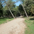 Chemin avec pins (1855 visites) au Bois des Espeisses à Nîmes Chemin avec pins
