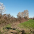 Amandier en fleurs (2353 visites) sur la Route de Beaucaire à Nîmes Amandier en fleurs