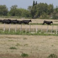Boeufs noirs au pré (1738 visites) Lansargues ( Hérault ) Boeufs noirs au pré