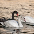 Cygnes à la source
