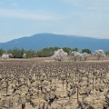 Vue sur le Mont Ventoux à Carpentras