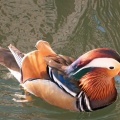 Canard mandarin
