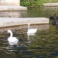 La source (6048 visites) Jardins de la Fontaine La source