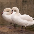 Cygnes blancs à la source (5396 visites) Jardins de la Fontaine à Nîmes ( Département du Gard ) Cygnes blancs à la source