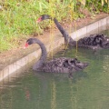 Cygnes noirs à la source (5616 visites) Jardins de la Fontaine à Nîmes ( Département du Gard ) Cygnes noirs à la source