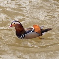 Canard mandarin