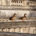 Canard et canes colvert (2815 visites) Canard et canes colvert