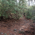 Forêt des Gardons