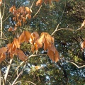 Feuilles d'automne