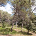 Bois de pins