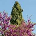 Cyprès et arbre de Judée