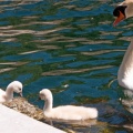 Cygne et cygneaux (19338 visites) Jardins de la Fontaine à Nîmes Cygne et cygneaux