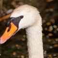 Cygne (19716 visites) Jardins de la Fontaine à Nîmes Cygne