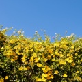 Fleurs