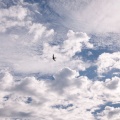 Nuages avec martinet