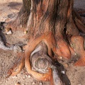 Pieds de l'oranger des Osages